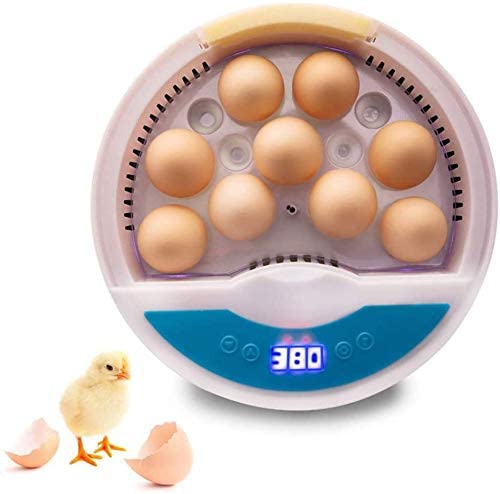 Une couveuse automatique 12 œufs 